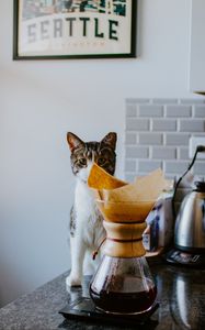 Preview wallpaper cat, animal, pet, coffee, pitcher