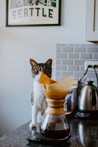 Preview wallpaper cat, animal, pet, coffee, pitcher