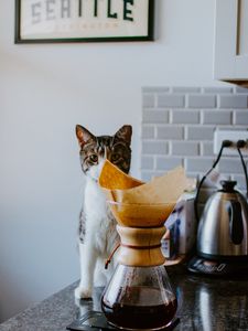 Preview wallpaper cat, animal, pet, coffee, pitcher