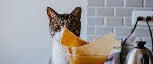 Preview wallpaper cat, animal, pet, coffee, pitcher