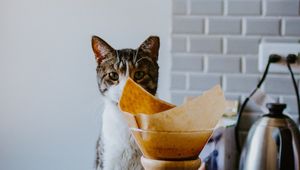 Preview wallpaper cat, animal, pet, coffee, pitcher