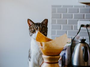 Preview wallpaper cat, animal, pet, coffee, pitcher