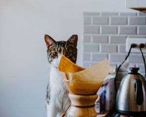 Preview wallpaper cat, animal, pet, coffee, pitcher