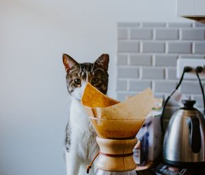 Preview wallpaper cat, animal, pet, coffee, pitcher