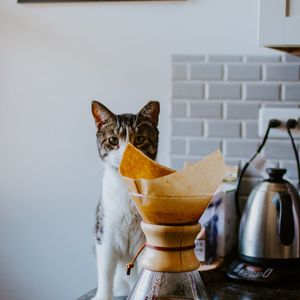 Preview wallpaper cat, animal, pet, coffee, pitcher