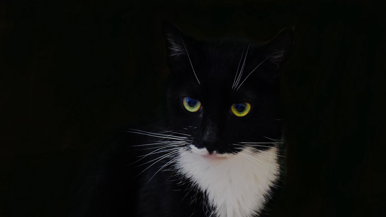 Wallpaper cat, animal, pet, glance, black