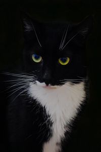 Preview wallpaper cat, animal, pet, glance, black