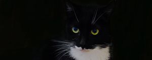 Preview wallpaper cat, animal, pet, glance, black