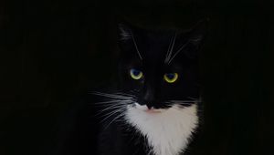Preview wallpaper cat, animal, pet, glance, black