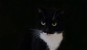 Preview wallpaper cat, animal, pet, glance, black