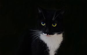 Preview wallpaper cat, animal, pet, glance, black