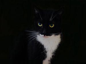 Preview wallpaper cat, animal, pet, glance, black