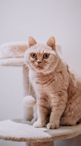 Preview wallpaper cat, animal, pet, gray, glance