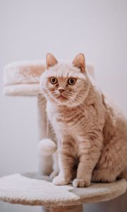 Preview wallpaper cat, animal, pet, gray, glance