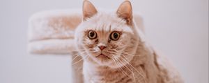 Preview wallpaper cat, animal, pet, gray, glance