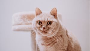 Preview wallpaper cat, animal, pet, gray, glance