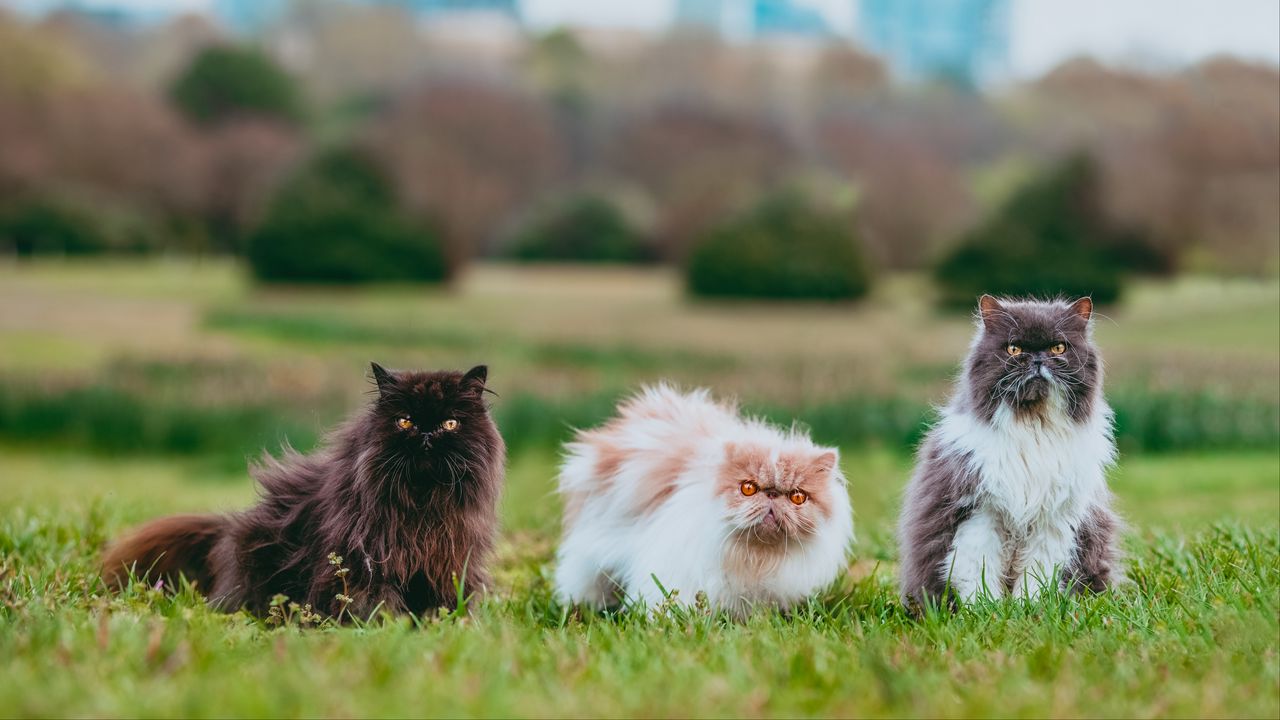 Wallpaper cat, animal, pet, furry, grasses