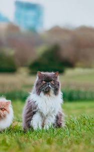 Preview wallpaper cat, animal, pet, furry, grasses