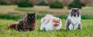 Preview wallpaper cat, animal, pet, furry, grasses