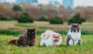 Preview wallpaper cat, animal, pet, furry, grasses