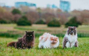 Preview wallpaper cat, animal, pet, furry, grasses