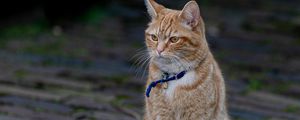 Preview wallpaper cat, animal, pet, brown, collar