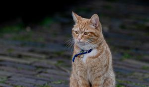 Preview wallpaper cat, animal, pet, brown, collar