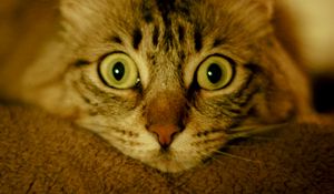 Preview wallpaper cat, animal, pet, glance, cute