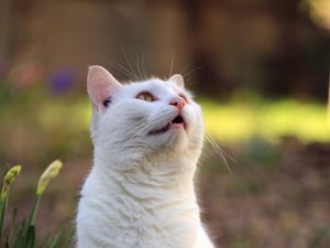 Preview wallpaper cat, animal, pet, glance, grass