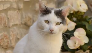 Preview wallpaper cat, animal, pet, glance, white