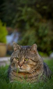 Preview wallpaper cat, animal, pet, glance, grass, walk