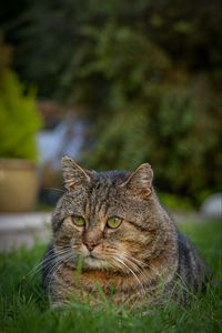 Preview wallpaper cat, animal, pet, glance, grass, walk