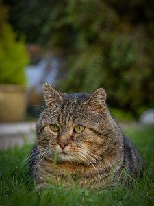 Preview wallpaper cat, animal, pet, glance, grass, walk