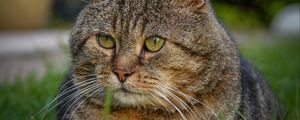 Preview wallpaper cat, animal, pet, glance, grass, walk