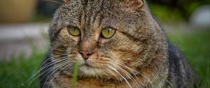 Preview wallpaper cat, animal, pet, glance, grass, walk