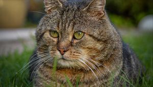 Preview wallpaper cat, animal, pet, glance, grass, walk