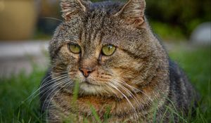 Preview wallpaper cat, animal, pet, glance, grass, walk