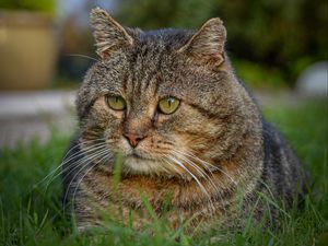 Preview wallpaper cat, animal, pet, glance, grass, walk