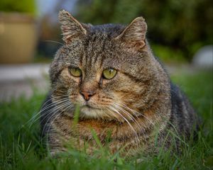 Preview wallpaper cat, animal, pet, glance, grass, walk