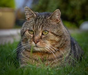 Preview wallpaper cat, animal, pet, glance, grass, walk