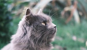 Preview wallpaper cat, animal, pet, fluffy, glance