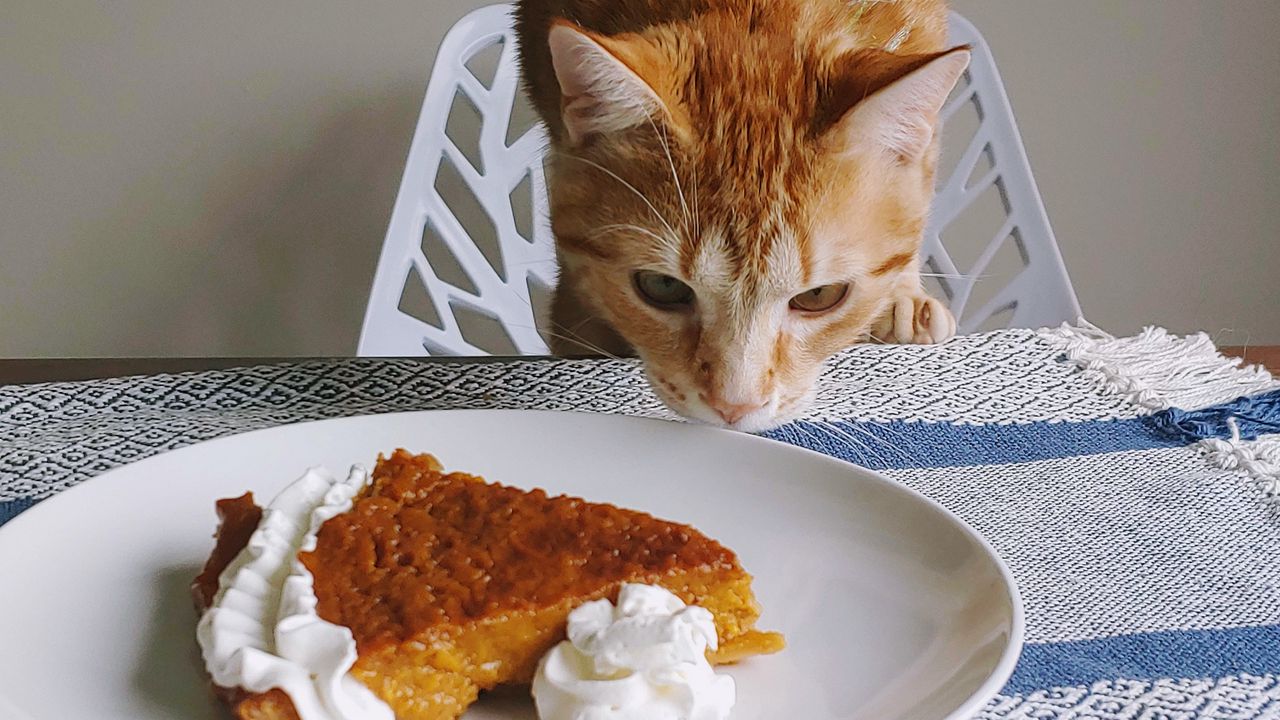 Wallpaper cat, animal, pie, plate