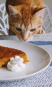 Preview wallpaper cat, animal, pie, plate