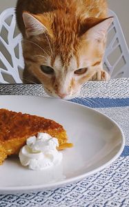 Preview wallpaper cat, animal, pie, plate