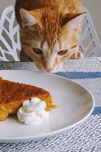 Preview wallpaper cat, animal, pie, plate