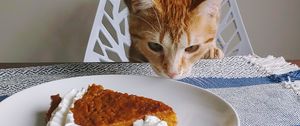 Preview wallpaper cat, animal, pie, plate