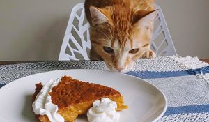 Preview wallpaper cat, animal, pie, plate