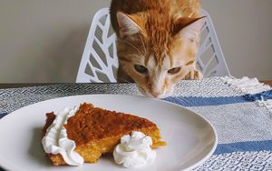 Preview wallpaper cat, animal, pie, plate