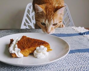 Preview wallpaper cat, animal, pie, plate