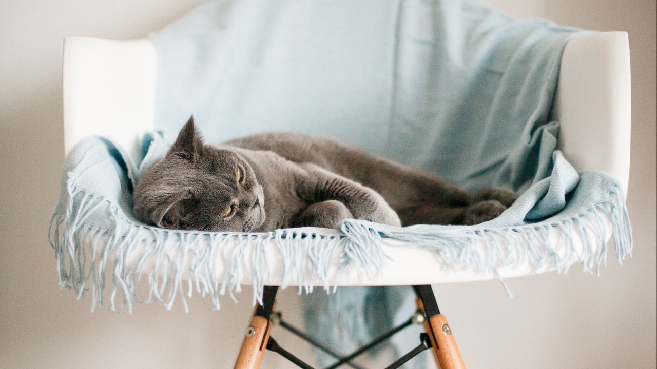 Wallpaper cat, animal, relax, chair, pet